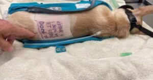 Chihuahua abbandonato con un trucco ingannevole per impietosire i suoi soccorritori