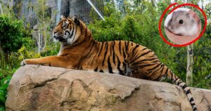 “Non vuoi più il tuo animale domestico? Donacelo, lo sfamiamo alle tigri”: l’annuncio shock dello zoo di Aalborg